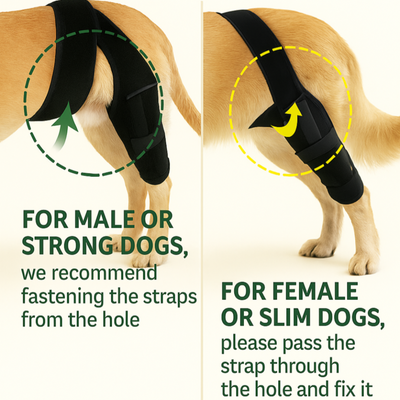 PawStride™ Mobility Harness
